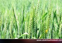 মুন্সীগঞ্জে হারিয়ে যাচ্ছে কাউনের আবাদ