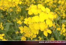 দেশে ভোজ্যতেলের আমদানি নির্ভরতা কমাবে সরিষা