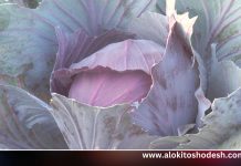 গাইবান্ধায় রক্তিম রঙে সেজেছে বাঁধাকপির ক্ষেত