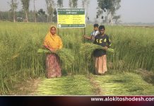 গাইবান্ধায় সরিষার বাম্পার ফলন, উৎপাদন হবে ২৩ হাজার মেট্রিকটন
