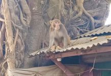 গাইবান্ধায় লোকালয়ে দলছুট বানরের উৎপাত