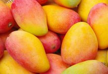 চলতি মাসের শেষ সপ্তাহে চালু হতে পারে ম্যাংগো স্পেশাল ট্রেন