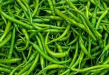 ২৪ টাকার মরিচ ঢাকা পৌঁছতে ১৬০, বিক্রি হবে কত?