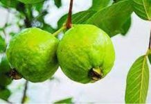 উপকারি ফল পেয়ারা