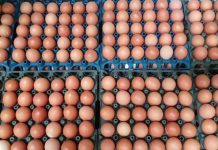ভারত থেকে আসছে ডিম, বাজারের অস্থিরতা দূর হবার সম্ভাবনা