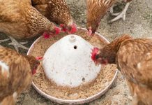 মাছ-মুরগিরর খাদ্য তৈরি হচ্ছে ট্যানারি বর্জ্য মিশিয়ে