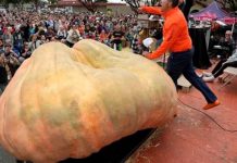 বিশ্বের সবচেয়ে বেশি ওজনের মিষ্টি কুমড়া