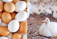 পেঁয়াজের সেঞ্চুরি, ব্রয়লার মুরগি ও ডিমের দামে ক্রেতার নাভিশ্বাস