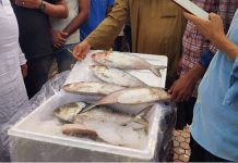 ভারতে ইলিশ রপ্তানি বন্ধ