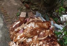 বিষ প্রয়োগে মুরগী হত্যার অভিযোগ নোয়াখালীতে