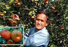 ইউটিউব দেখে কমলা চাষে সফল নেত্রকোনার শাহজাদা