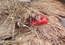 শার্শায় ১০ টি তাজা ককটেল বোমা উদ্ধার