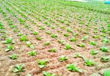 বাড়ছে বিষাক্ত তামাক চাষ, স্বাস্থ্যঝুঁকিতে শিশুরাও।