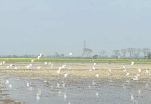 ধামরাইয়ে ফসলের মাঠে পাখিদের কলতান।