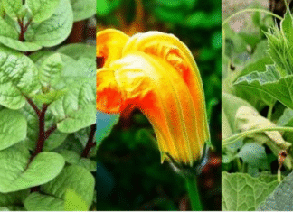 ফুল কিংবা পাতা, কিছুই যাবে না ফেলা