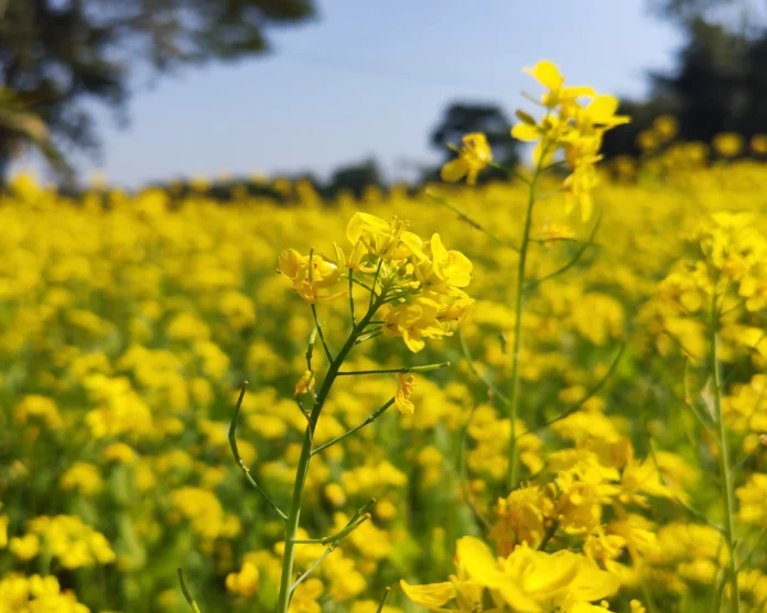 image-264834-1766053315