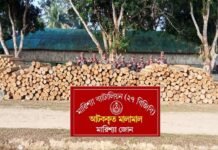 বাঘাইছড়িতে বিজিবির অভিযানে বিপুল পরিমাণ সেগুন কাঠ জব্দ