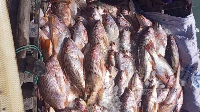 teknaf-fish-080126-02-1767852993