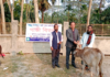 বোরহানউদ্দিনে দারিদ্র্য বিমোচনে গাভী বিতরণ কর্মসূচি