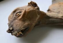 ৪ হাজার বছরের পুরনো চিতার মমি আবিষ্কার