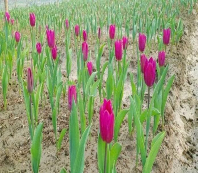 WhatsApp Image 2026-02-17 at 12.09.04 PM