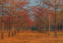 ফুলের সমারোহে ভরা সুমনগঞ্জের শিমুলবাগান