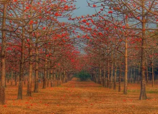ফুলের সমারোহে ভরা সুমনগঞ্জের শিমুলবাগান
